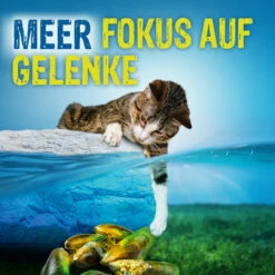 Boehringer Ingelheim Canosan Für Katzen -Virbac Store canosan katze6