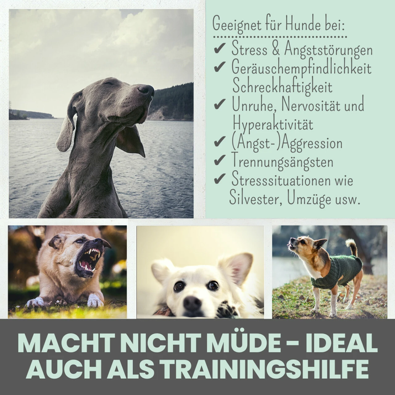 Noms+ Wohlfühlsnacks Für Hunde 5 Noms+ Wohlfühlsnacks Für Hunde – Bild 5