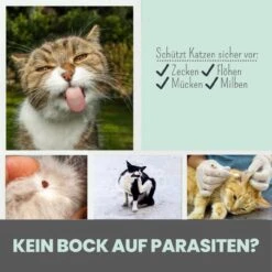 Noms+ Zpot-on Für Katzen -Virbac Store nomsplus zpot on katzen7