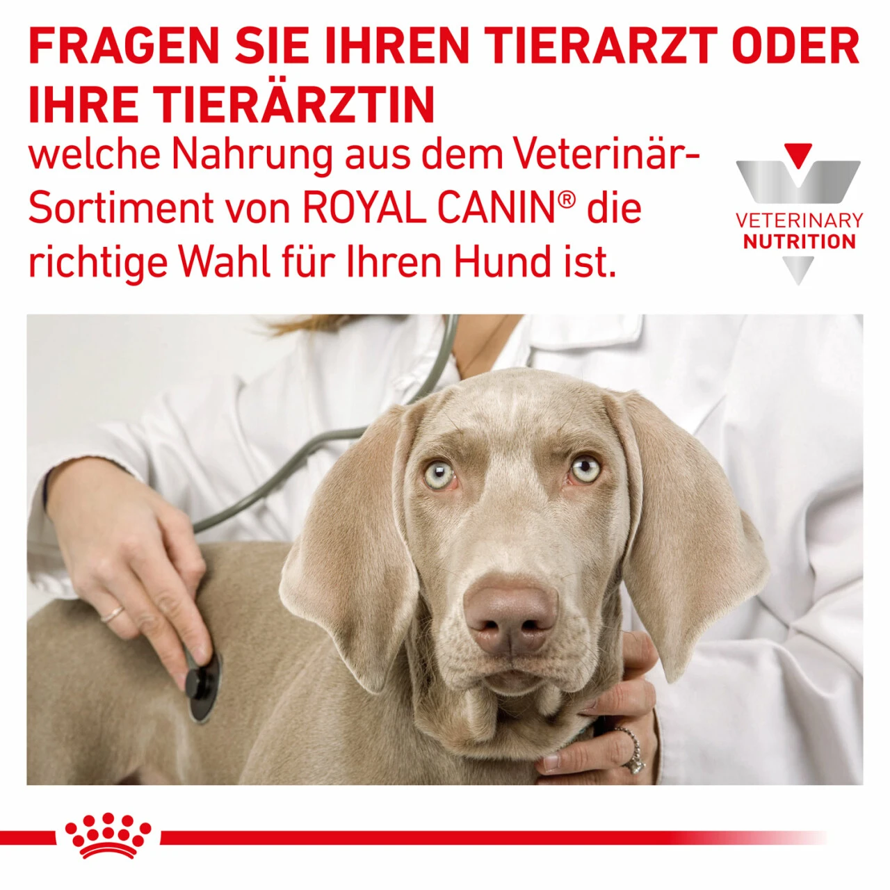Royal Canin Gastrointestinal Moderate Calorie Trockenfutter Für Hunde 8 Royal Canin Gastrointestinal Moderate Calorie Trockenfutter Für Hunde – Bild 8