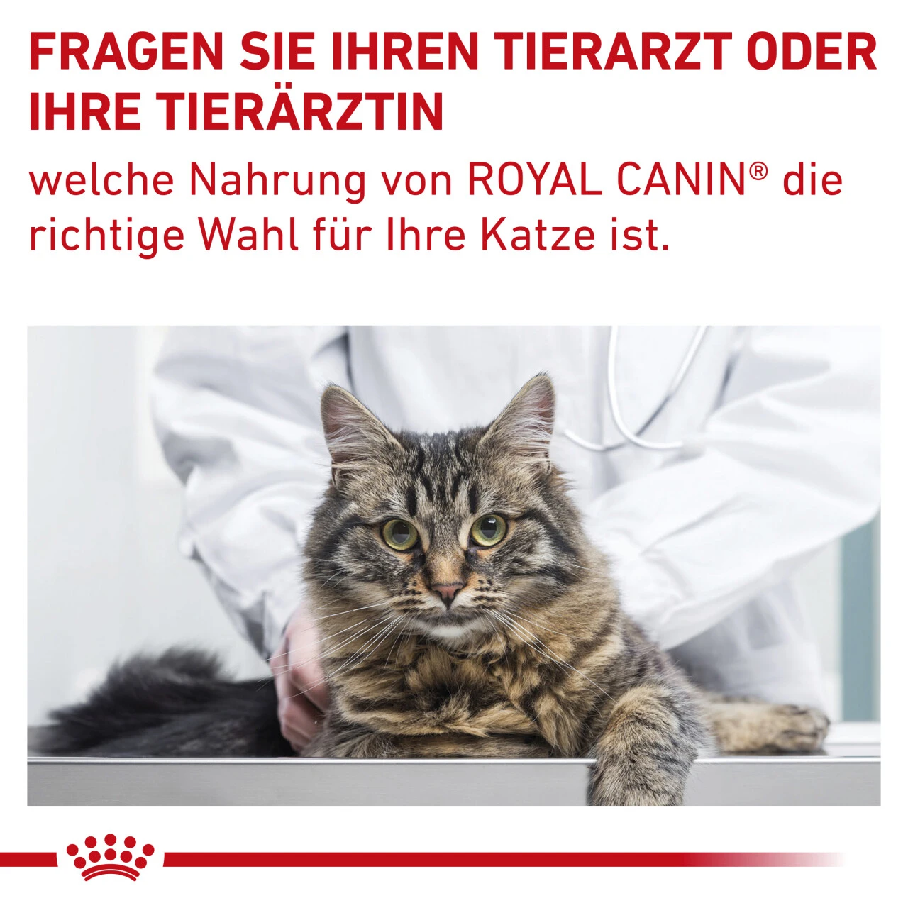 Royal Canin Gastrointestinal Fibre Response Trockenfutter Für Katzen 10 Royal Canin Gastrointestinal Fibre Response Trockenfutter Für Katzen – Bild 10