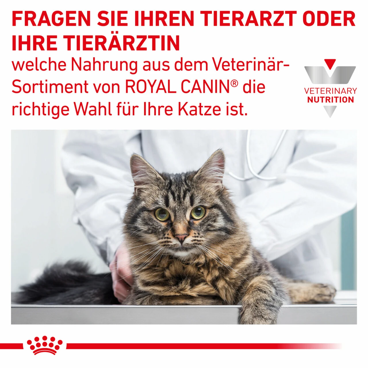 Royal Canin Gastrointestinal Kitten Nassfutter Für Katzen 6 Royal Canin Gastrointestinal Kitten Nassfutter Für Katzen – Bild 6