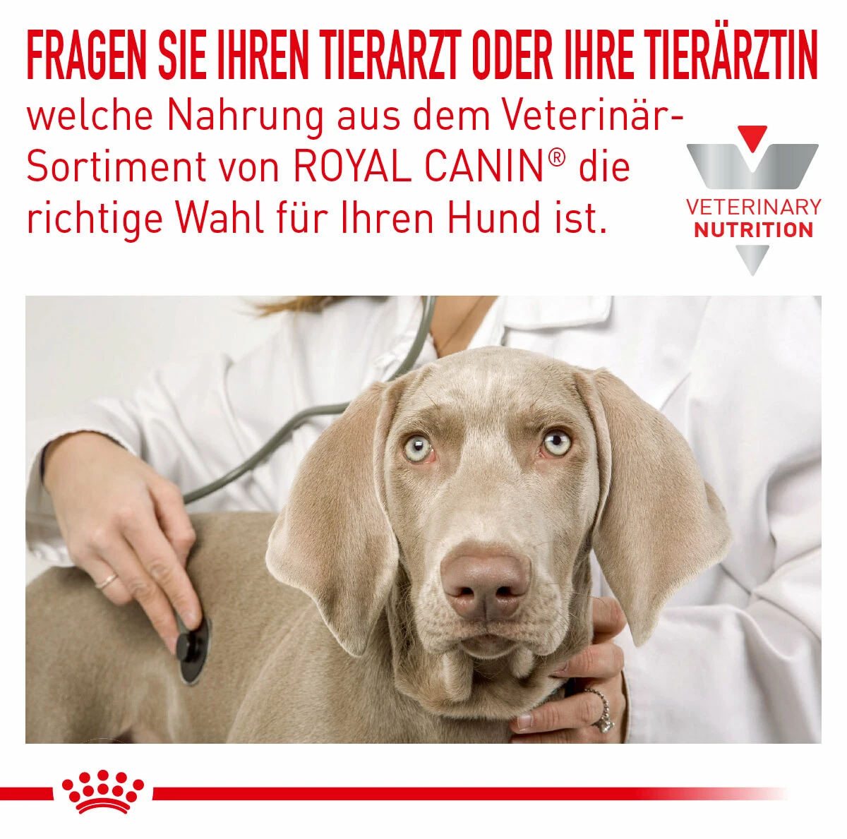 Royal Canin Hypoallergenic Small Dogs Trockenfutter Für Hunde 3 Royal Canin Hypoallergenic Small Dogs Trockenfutter Für Hunde – Bild 3